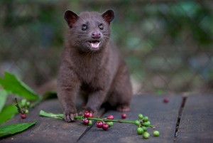 Coffee Luwak